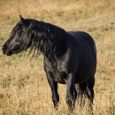 Cavallo bardigiano